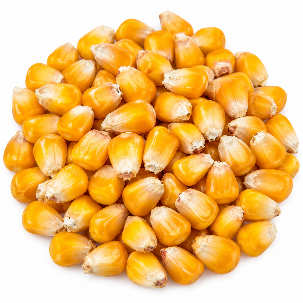 Corn microgreen seeds 10g pack – non-GMO, high germination | Vanashree Organics