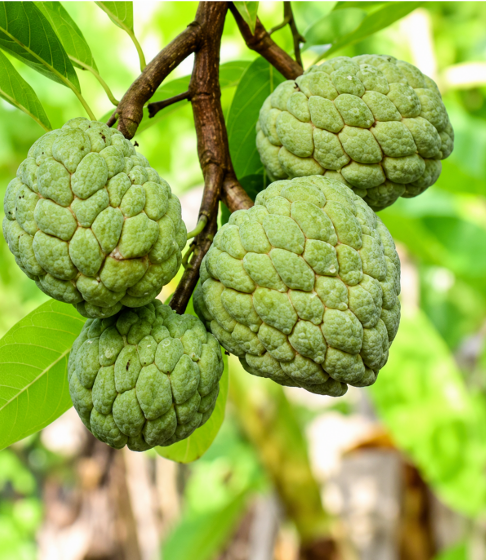 Custard Apple (Seethaphalam) Seeds for Home Sowing