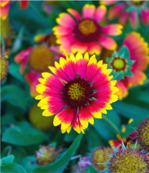 Gaillardia Aristata Mix Seeds for Home Sowing