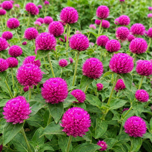 Gomphrena Pink Seeds – Desi Vaadamalli Variety | Globe Amaranth for Home Gardening - Vanashree Organics