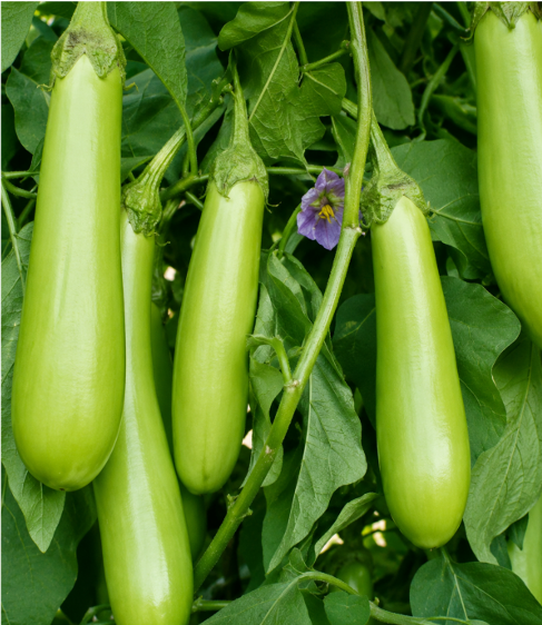 Brinjal Green (Pacha Vankaya) Seeds for Home Sowing