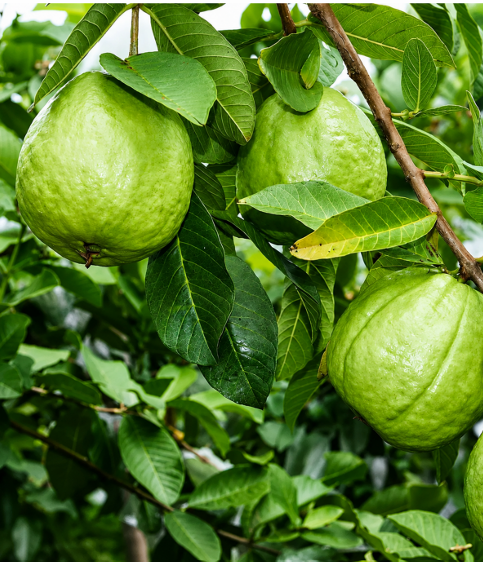 Guava (Jamakaya) Seeds for Home Sowing