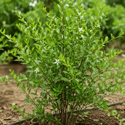 Henna Seeds (Gorintaku/Mehendi) – Desi Variety for Natural Mehendi & Hair Care - Vanashree Organics
