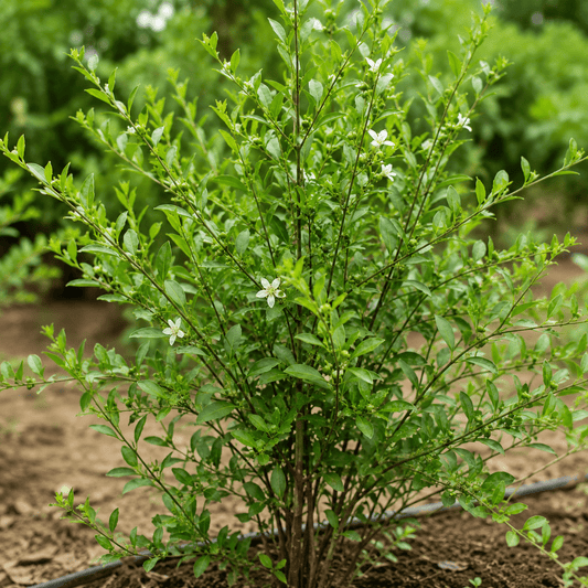 Henna Seeds (Gorintaku/Mehendi) – Desi Variety for Natural Mehendi & Hair Care - Vanashree Organics