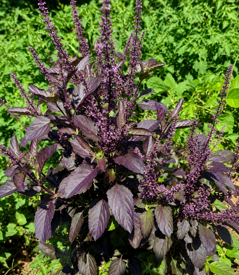 Krishna Tulasi (Krishna Tulasi) Seeds for Home Sowing