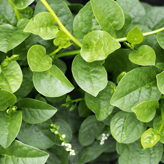 🎁 Malabar Spinach Seeds for Home Growing (100% off) - Vanashree Organics