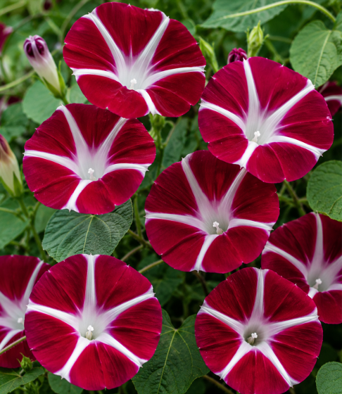 Morning Glory Scarlet O'Hara Seeds for Home Sowing