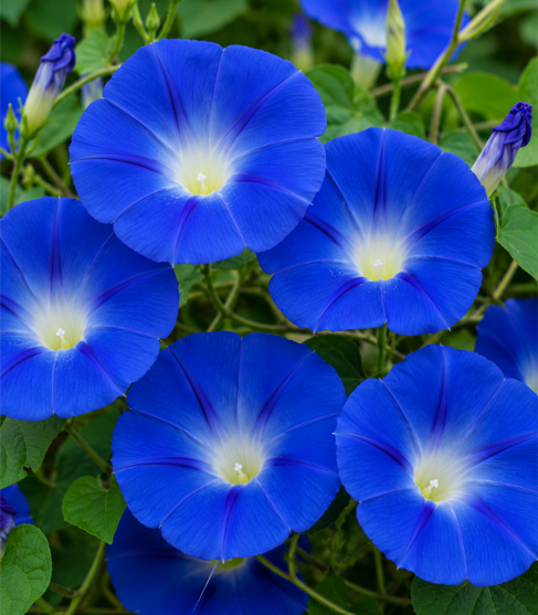 Morning Glory Blue Seeds for Home Sowing