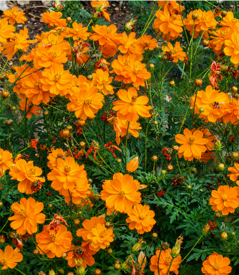 Cosmos Orange Seeds for Home Sowing
