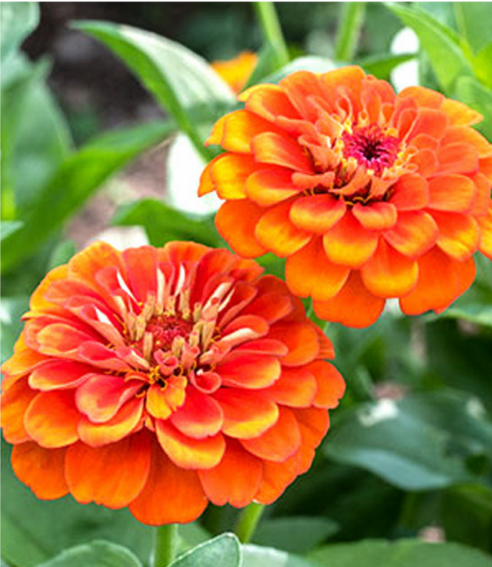 Zinnia Orange (Narinja Zinnia) Seeds for Home Sowing