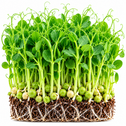 Peas microgreens (pea shoots) tray grown at home from Vanashree Organics microgreen seeds