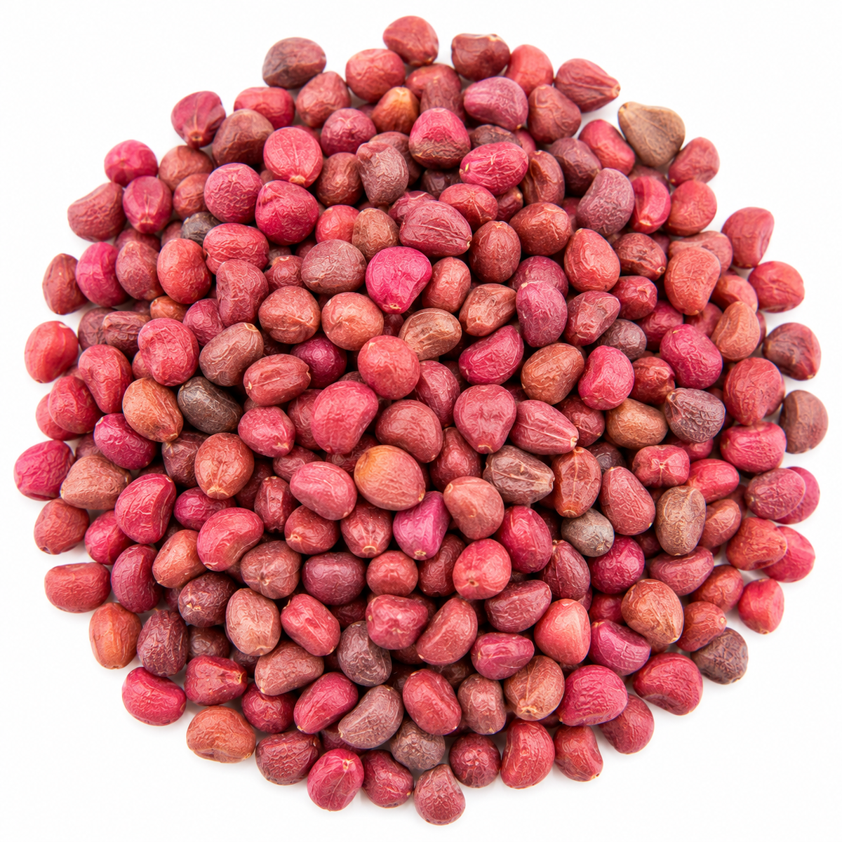 Pink radish microgreen seeds 10g pack – non-GMO, high germination | Vanashree Organics