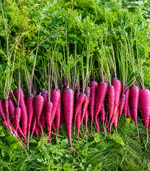 Carrot Purple Seeds for Home Sowing