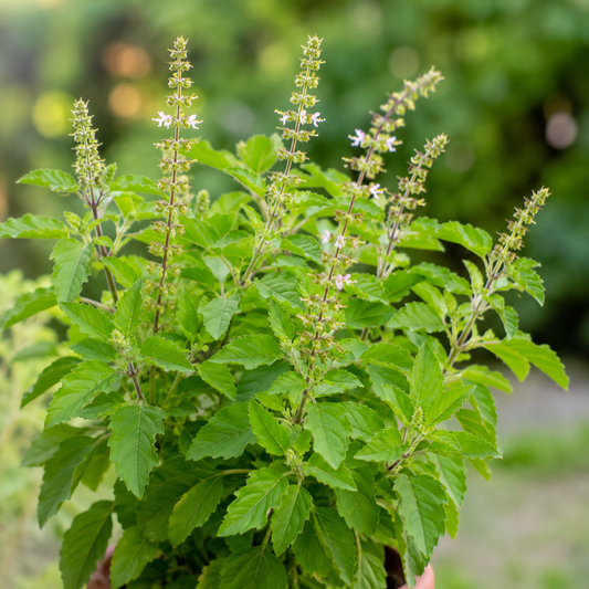 Rama Tulasi Seeds – Desi Sacred Basil Variety | Green Holy Basil for Home Gardening - Vanashree Organics