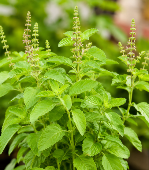 Rama Tulasi Seeds for Home Sowing