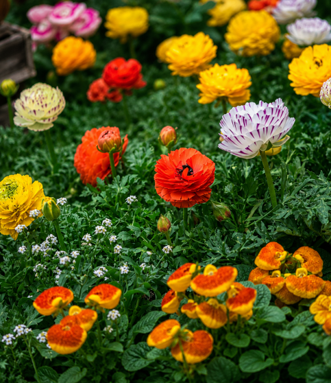 Ranunculus Mix Seeds for Home Sowing