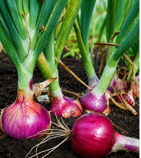 Onion Red (Erra Ullipaya) Seeds for Home Sowing