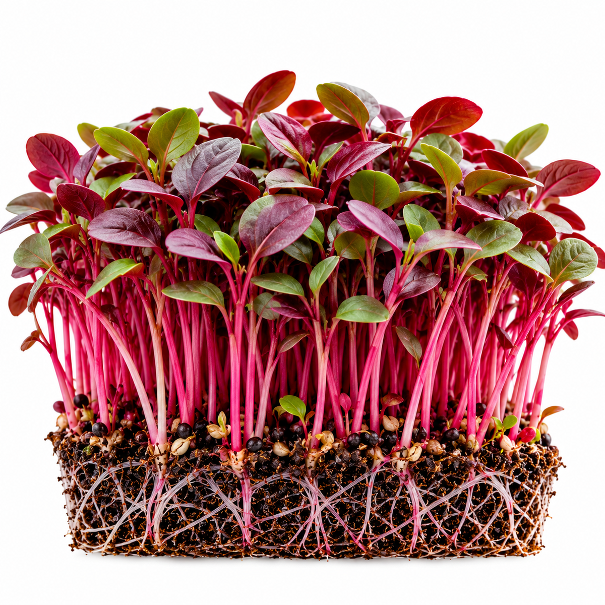 Red amaranth microgreens tray grown at home from Vanashree Organics microgreen seeds