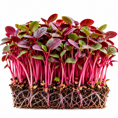 Red amaranth microgreens tray grown at home from Vanashree Organics microgreen seeds