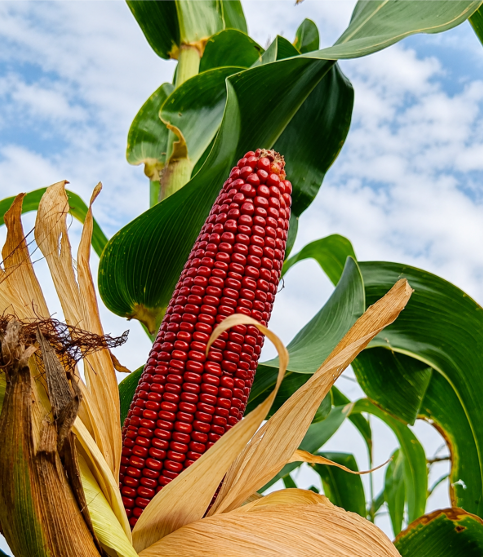 Corn Red (Erra Mokkajonna) Seeds for Home Sowing