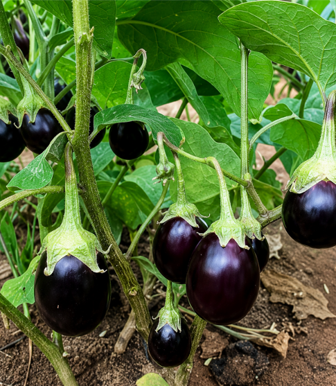 Round Purple Brinjal (Gutti Vankaya) Seeds for Home Sowing