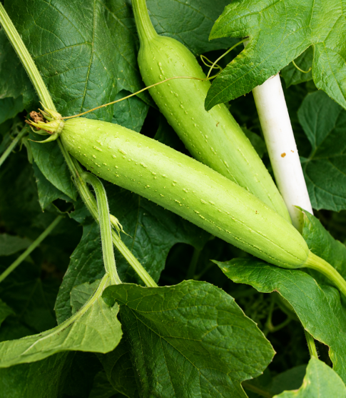 Sponge Gourd (Neti Beerakaya) Seeds for Home Sowing