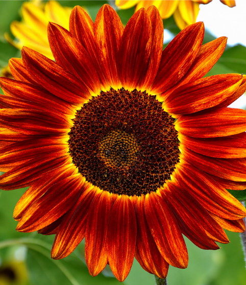 Sunflower Red & Brown (Erra Podduthirugudu) Seeds for Home Sowing