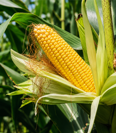 Sweet Corn (Teepi Mokkajonna) Seeds for Home Sowing
