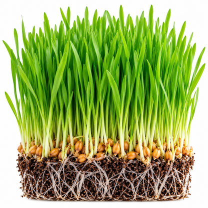 Wheatgrass microgreens tray grown at home from Vanashree Organics microgreen seeds
