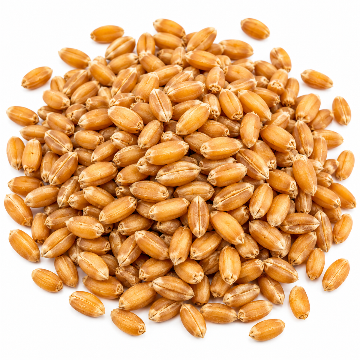Wheatgrass microgreen seeds 10g pack – non-GMO, high germination | Vanashree Organics