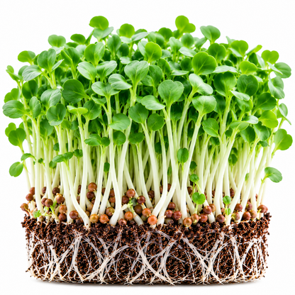 White radish microgreens tray grown at home from Vanashree Organics microgreen seeds