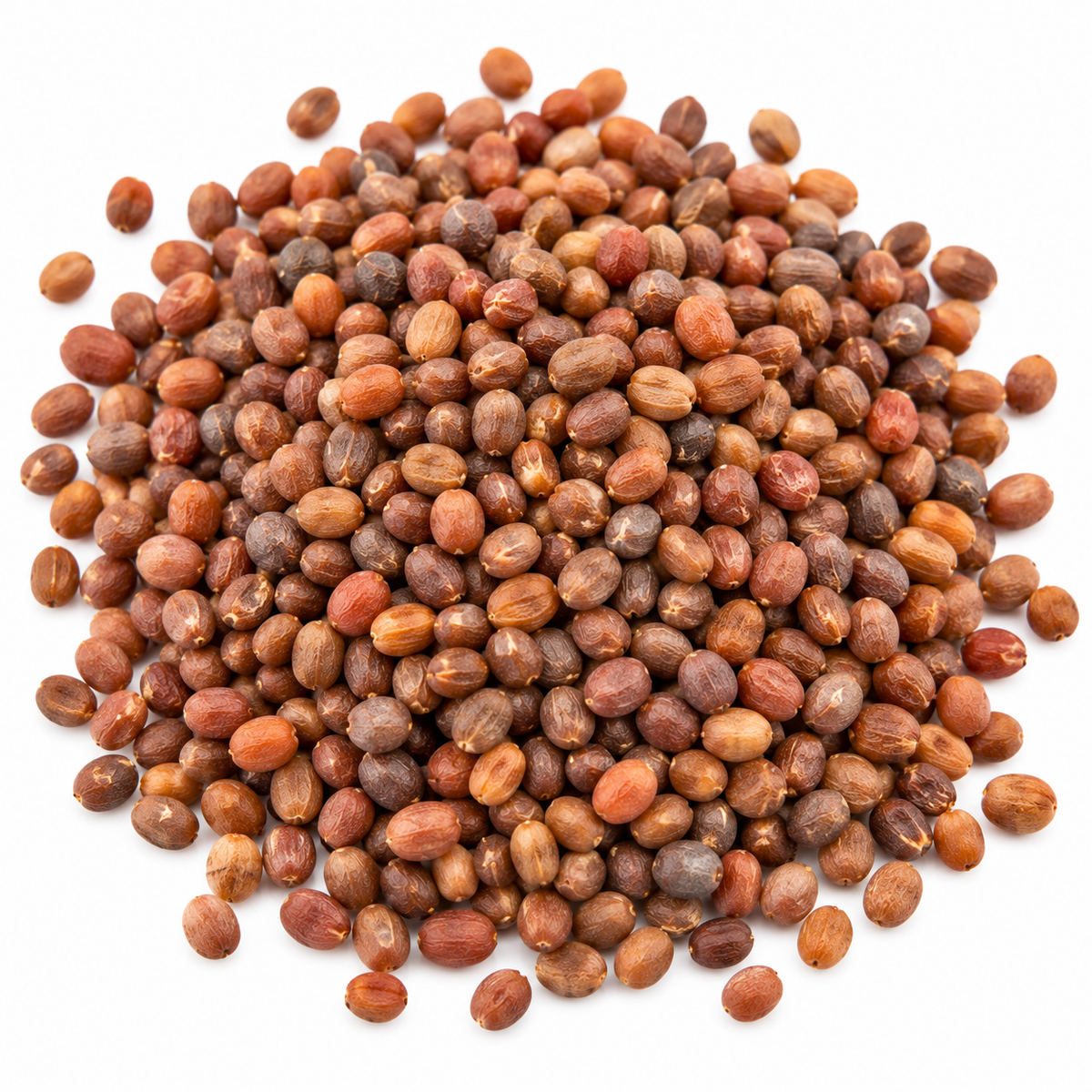 White radish microgreen seeds 10g pack – non-GMO, high germination | Vanashree Organics