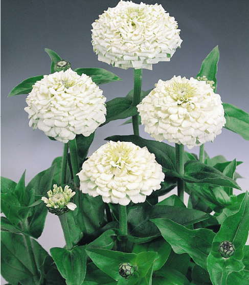Zinnia White (Telupu Zinnia) Seeds for Home Sowing