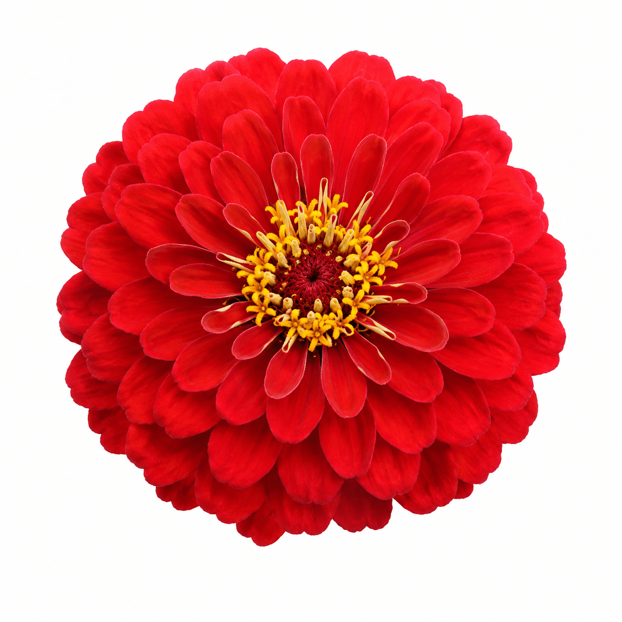 Zinnia Red Seeds – Bold Flowering Variety | High Germination for Home Gardening - Vanashree Organics