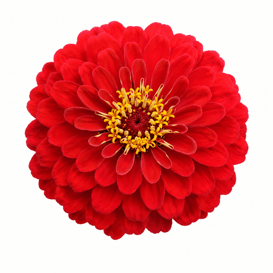 Zinnia Red Seeds – Bold Flowering Variety | High Germination for Home Gardening - Vanashree Organics
